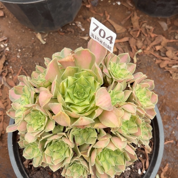 704粉体韶华诺米多肉法师锦不包侧枝断枝