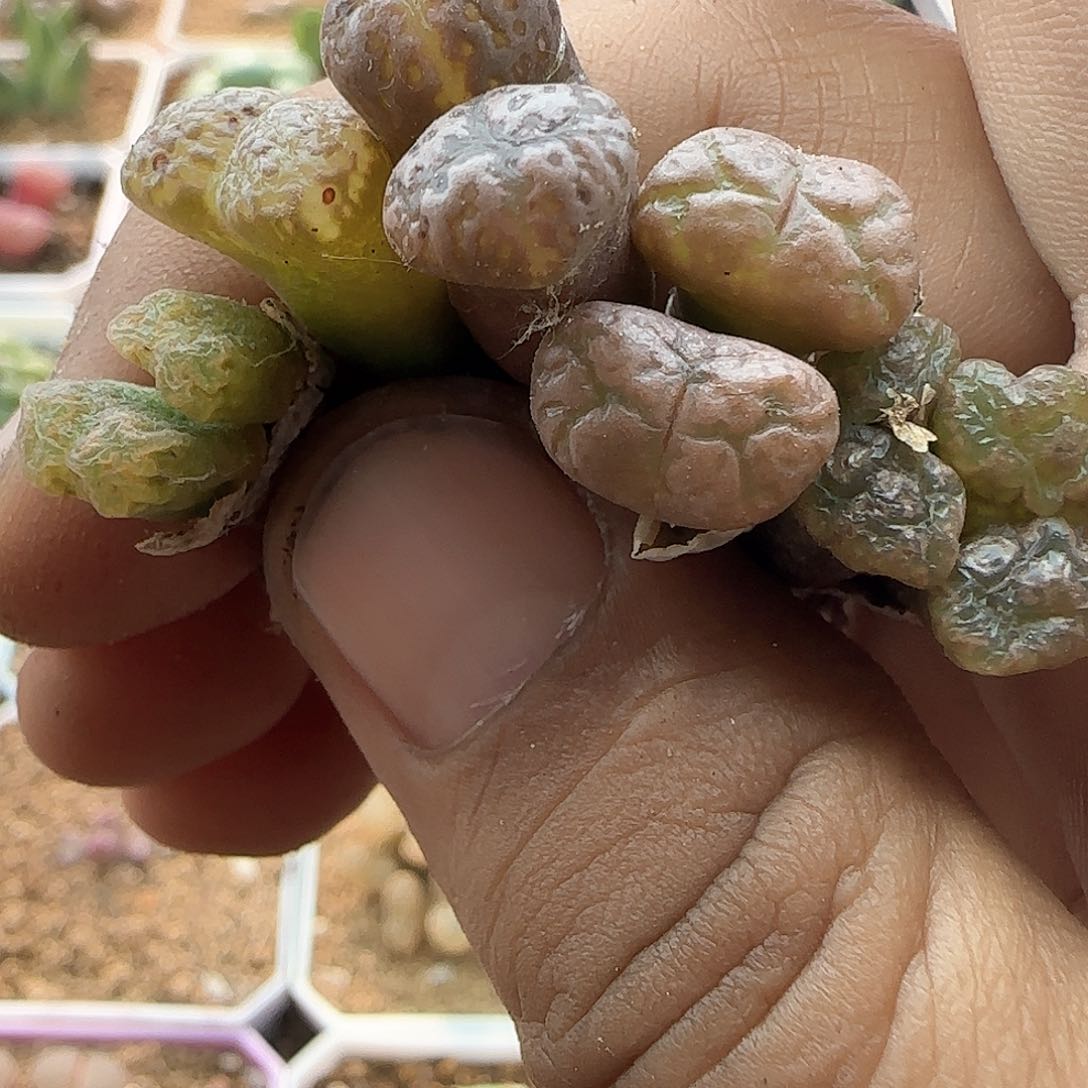 脱土年后发货23731