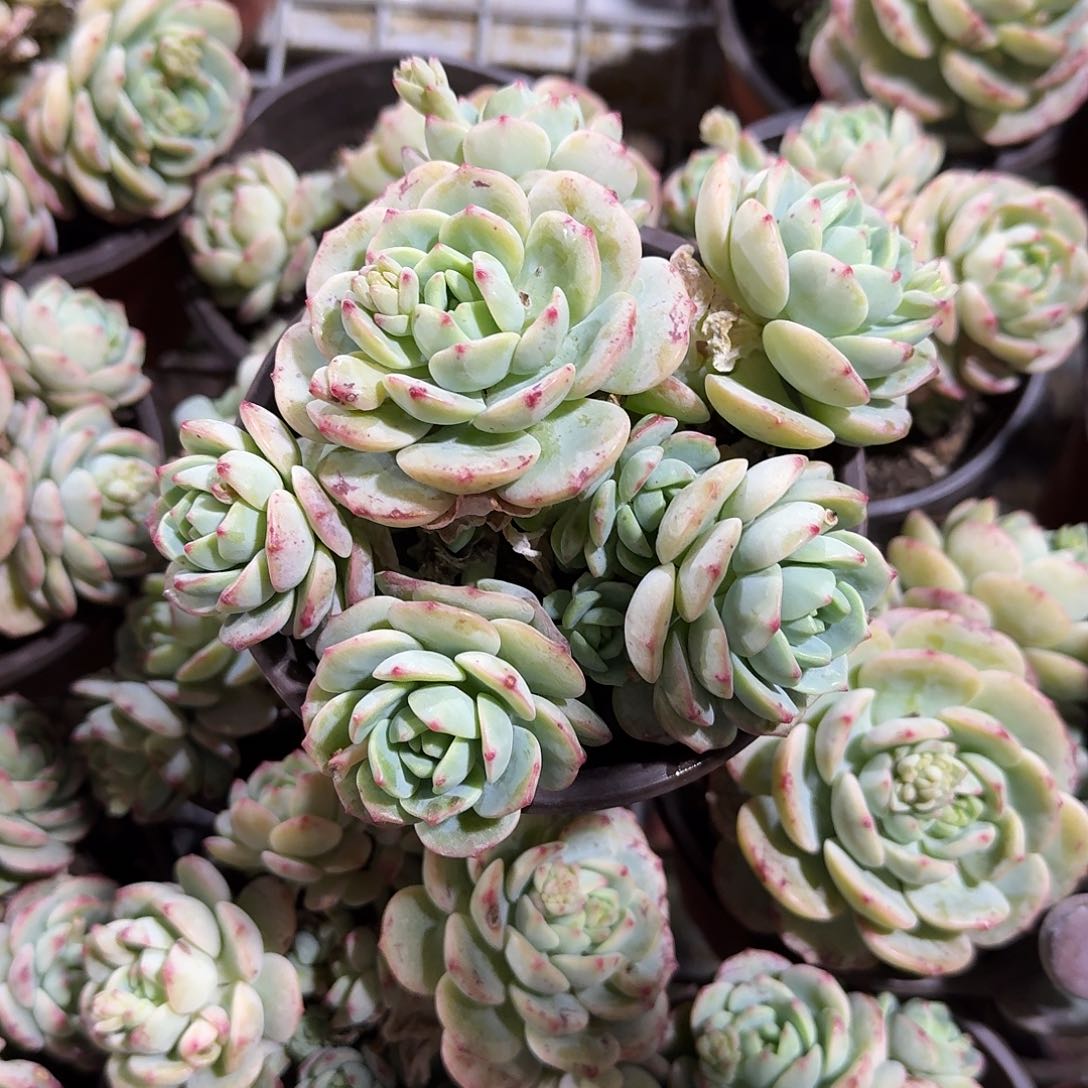 香草比斯多肉植物提