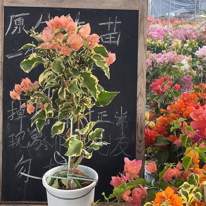 完全开放三角梅马斯