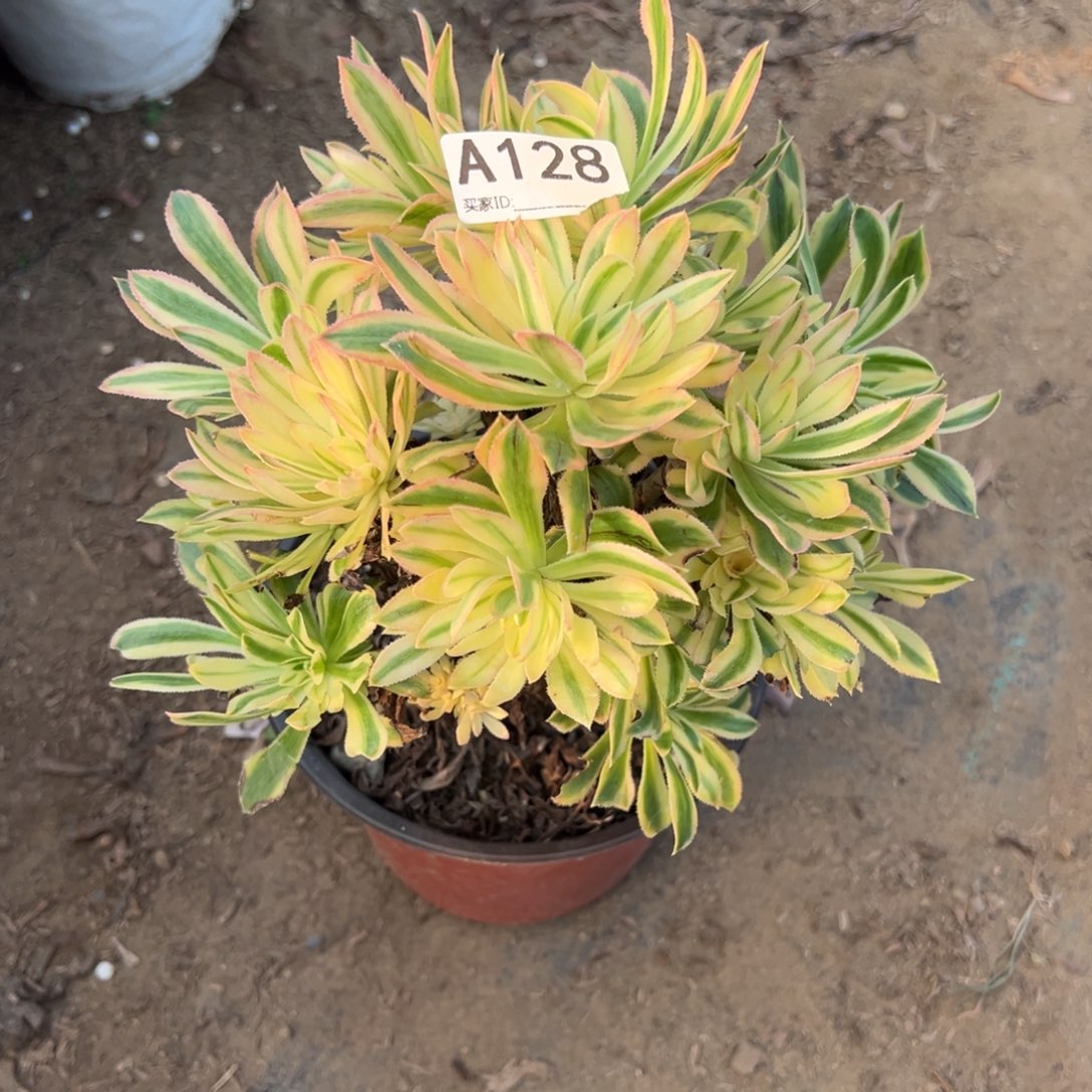 128夕颜多肉植物法师多肉