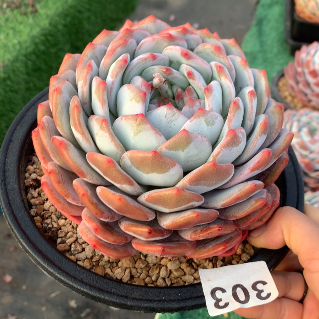 303橙子多肉植物