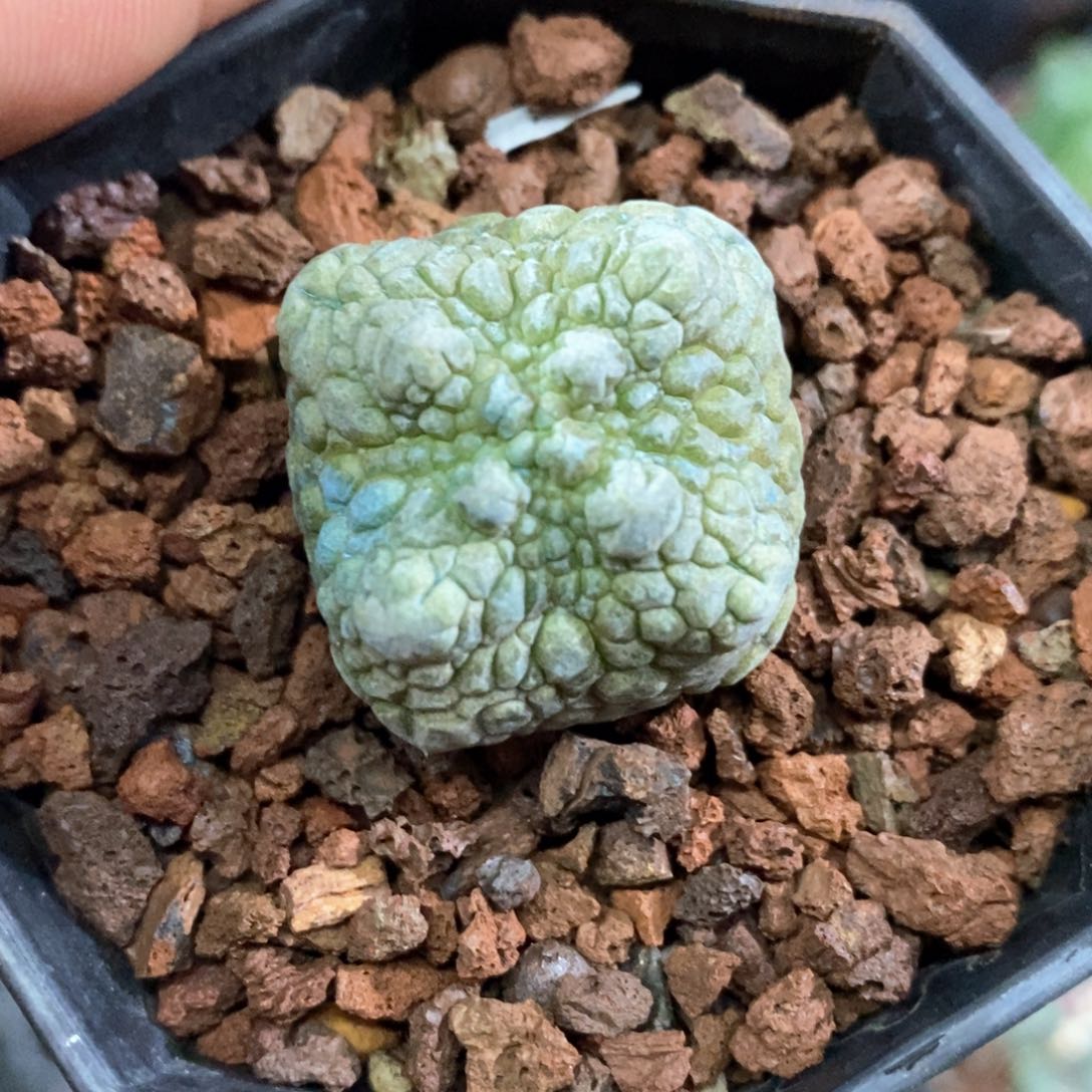 孤品实生四方凝蹄玉3cm仙人球