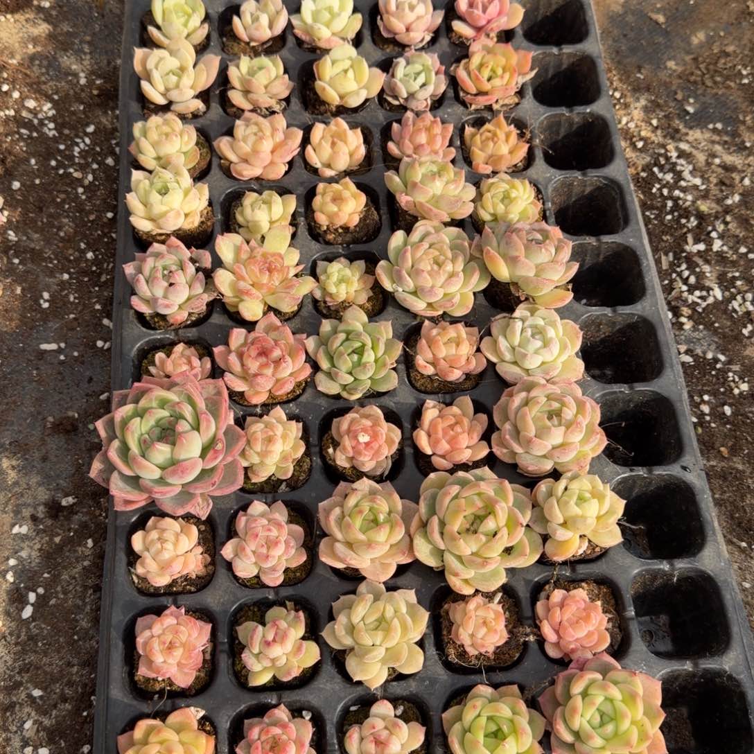 18-3左五珍妮混合三十颗加十棵售后加十棵白凤杂交（共五十左右）