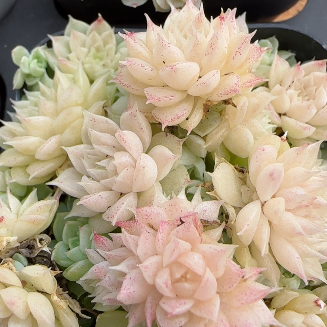 花语逸镜0208-551