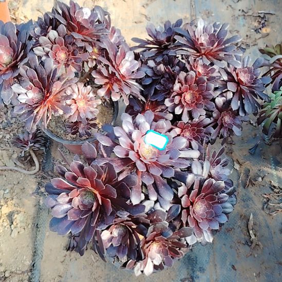 39号老桩黑铜壶法师3颗