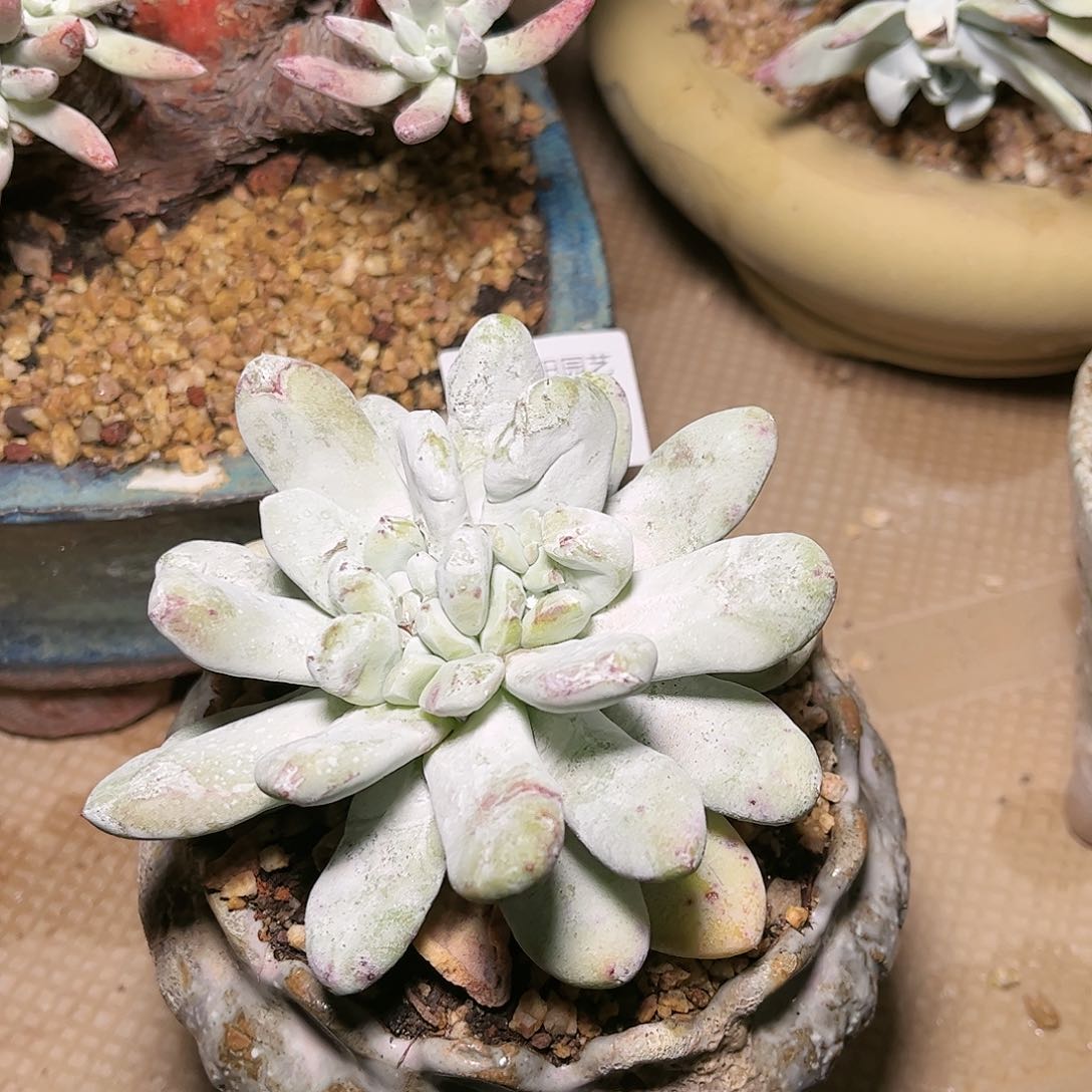 9127拇指仙女杯多肉