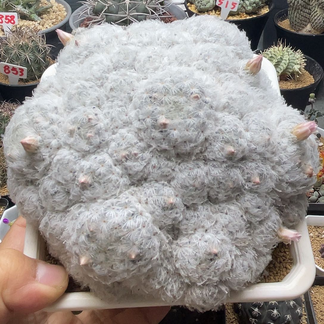 17公分粉花 实生日系超白高绒佛头白星群