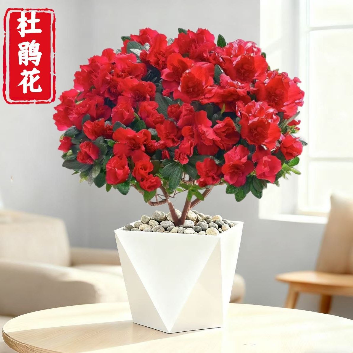 FA红色杜鹃花盆栽带花苞四季开花室内外好养花卉绿植