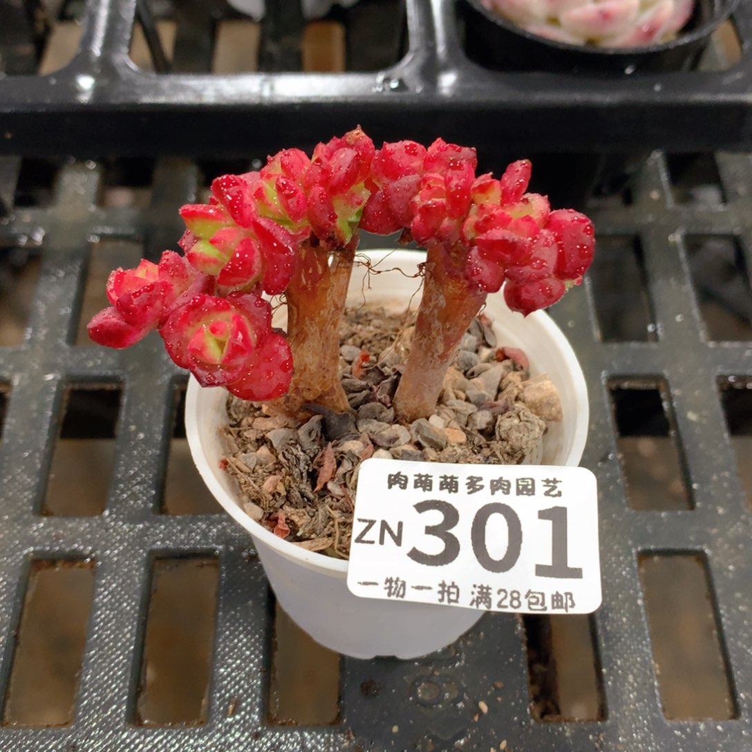 肉萌萌拇指盆精控多肉ZN301