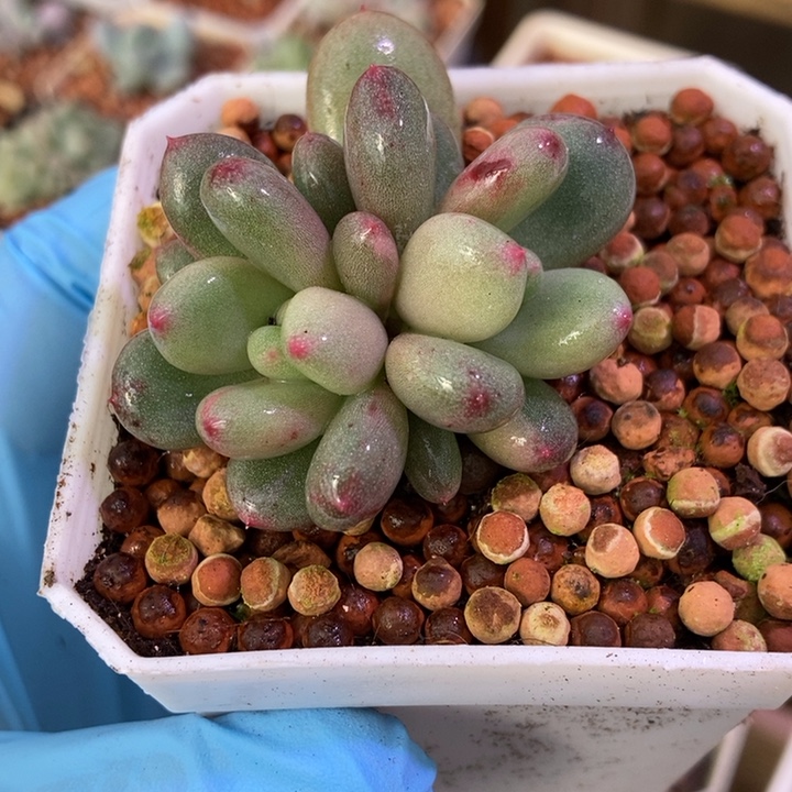 香香雪锦多肉植物