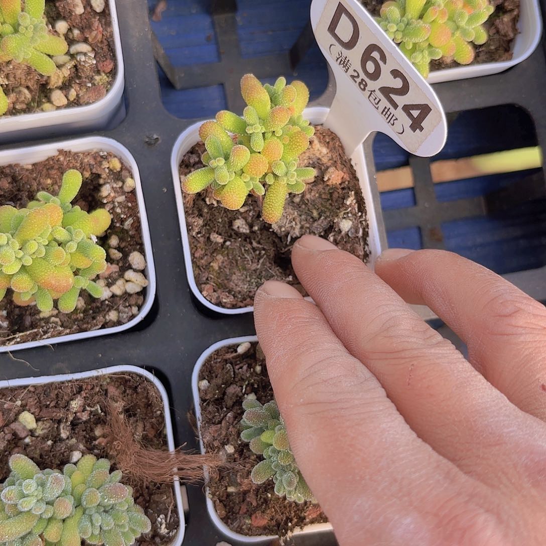 D624翡翠一物一拍