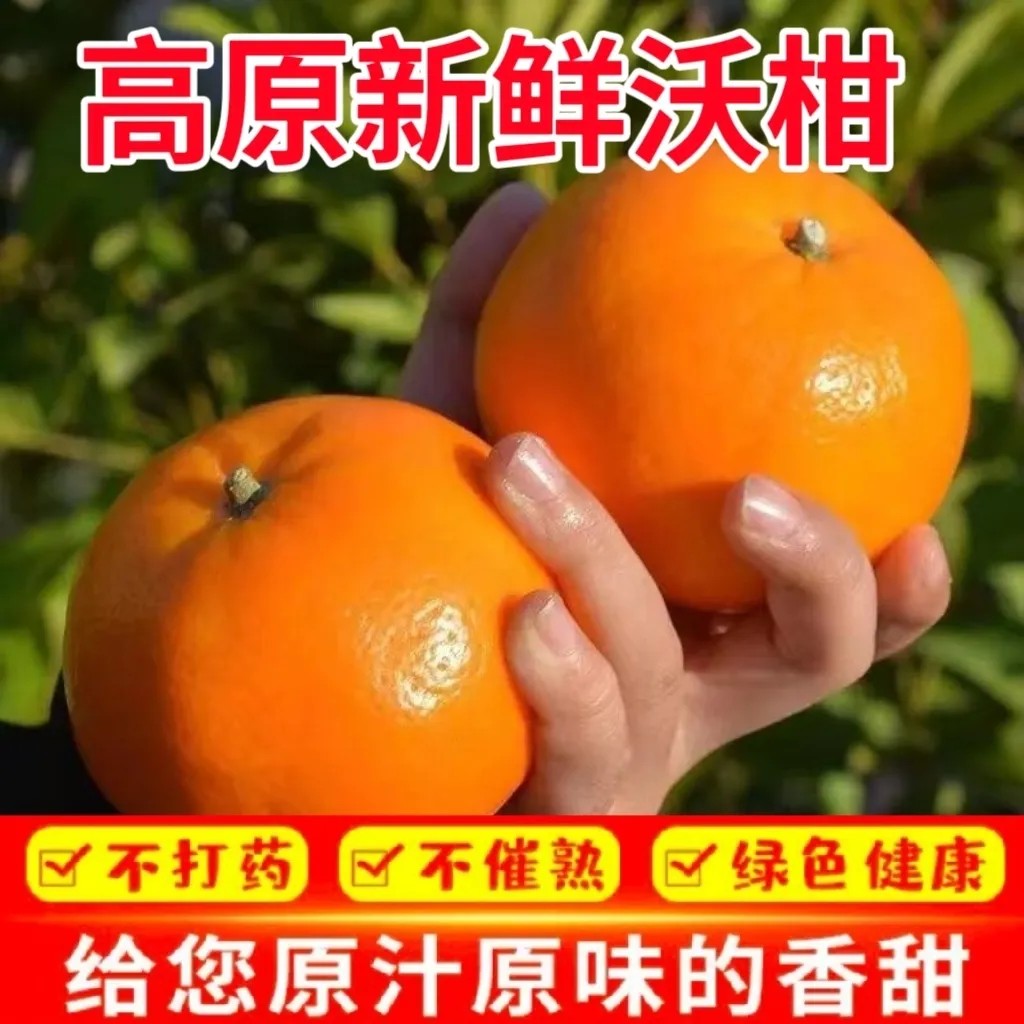 zy【正宗云南高山花皮沃柑】当季新鲜采摘花皮沃柑桔橘饱满多汁