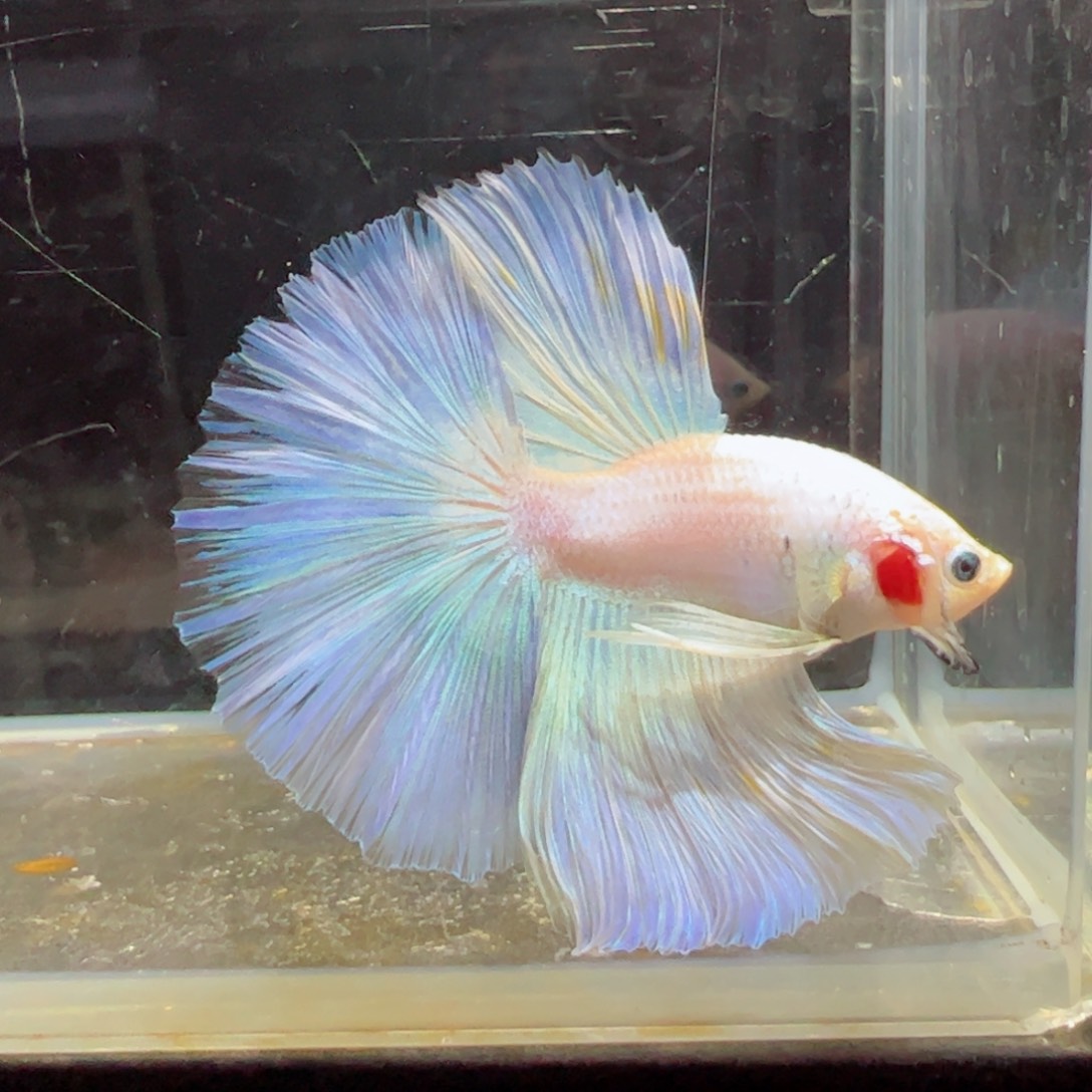 斗鱼浅色特殊尾hhhh