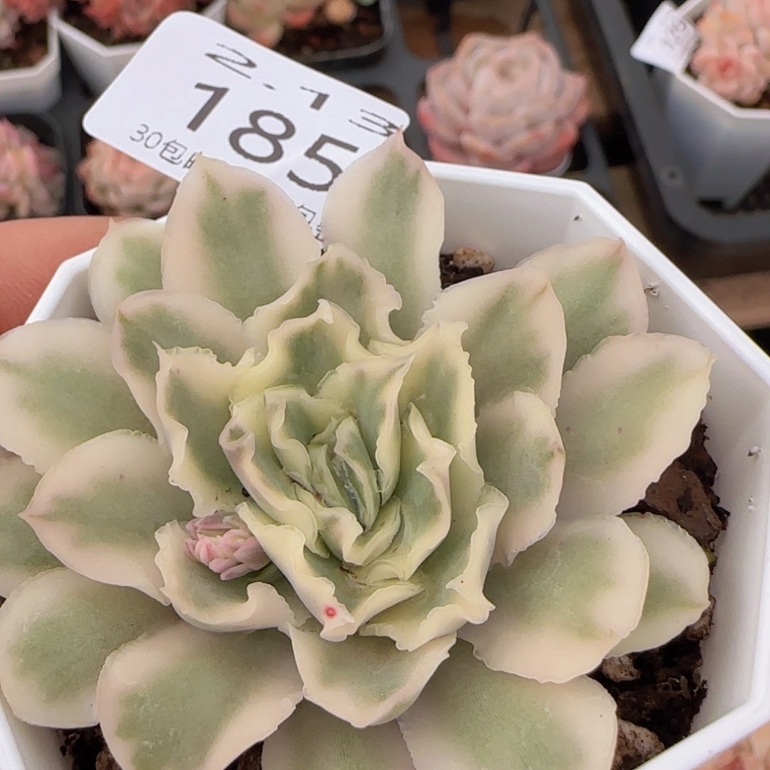 紫蝴蝶覆轮锦单头一颗