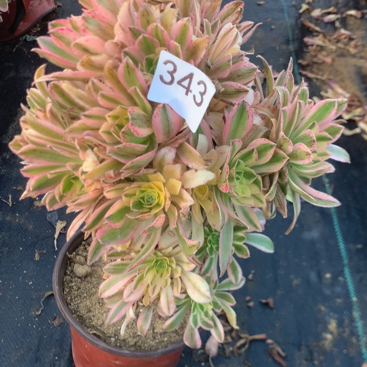 343艳日伞多肉植物