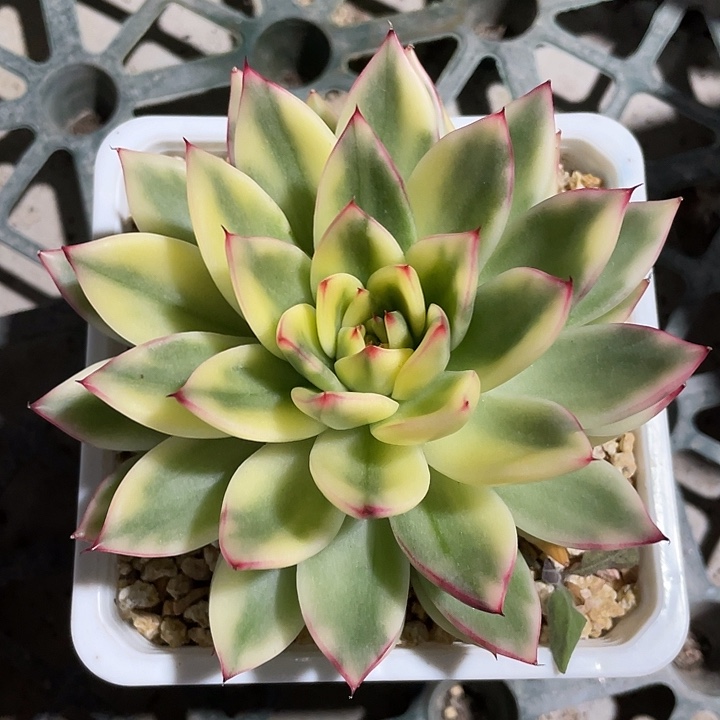 阿诗娜锦一物一拍锦龙