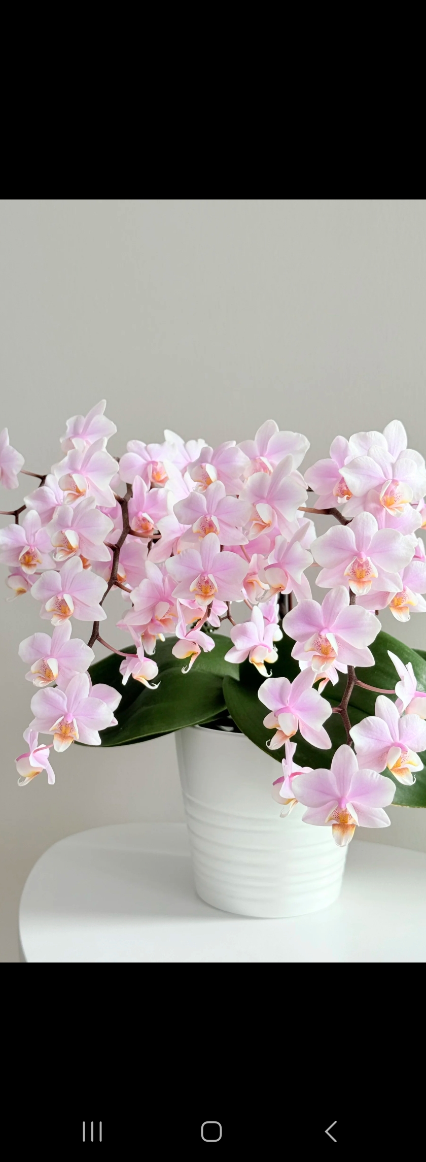 槟榔西施3.5杯刚换杯不久根不多