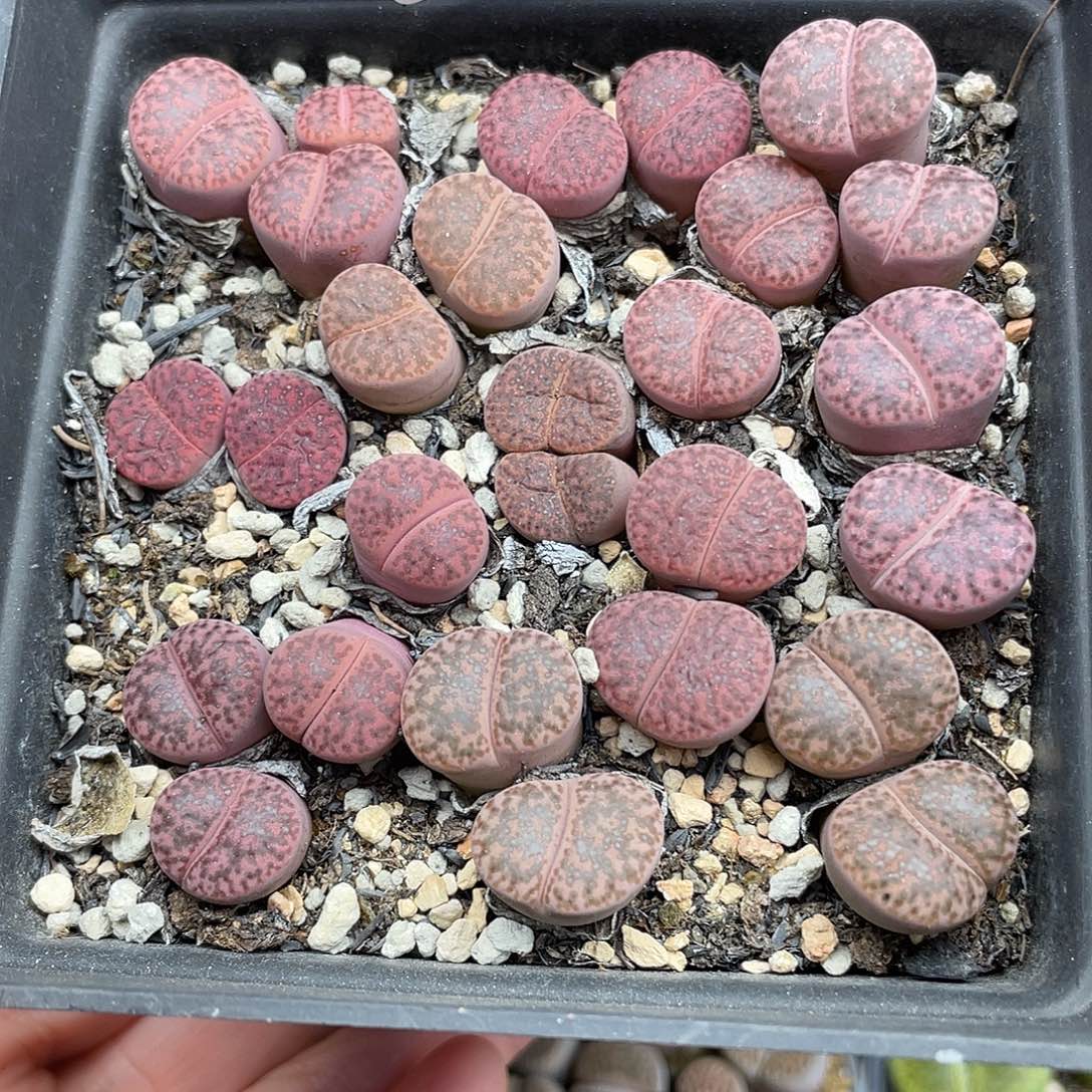 54000000花花花花花花