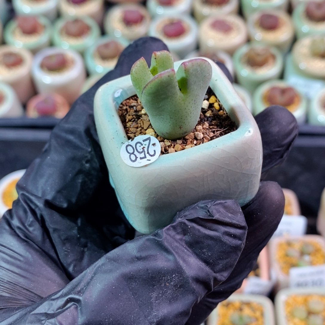 4073--一物一拍 带盆