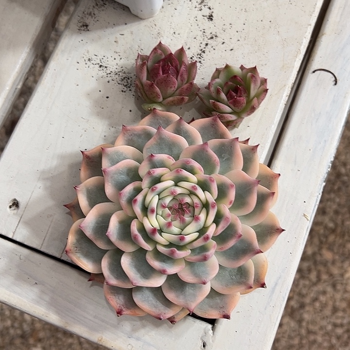 吉娃娃锦多肉植物单头