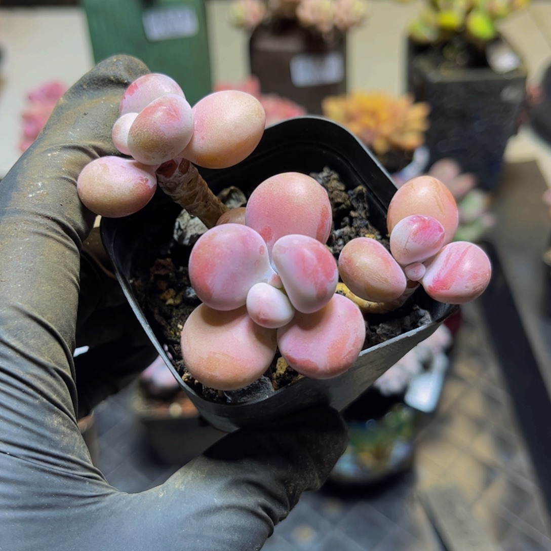 544老桩糖果桃蛋9厘米