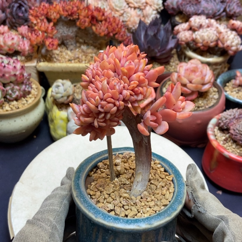 【闪购商品】绮罗缀