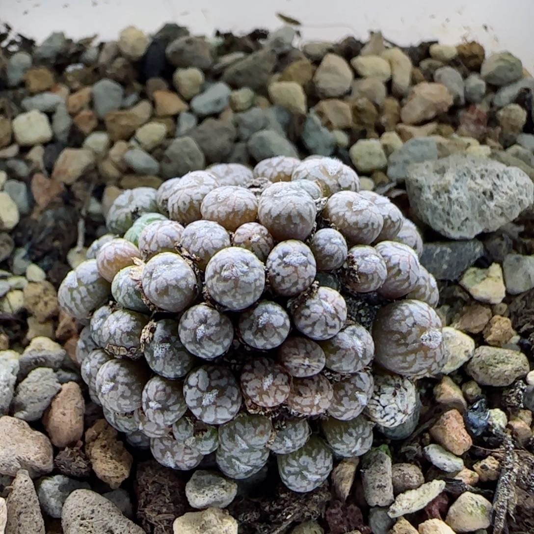 2-11-6-2当天满58包邮康菩提多肉脱土