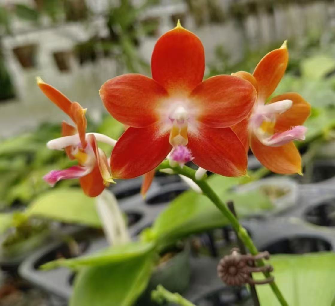 2.5寸 蓝盾交雅风黄故事（分生）-苗 未出根叶瑕 趣味兰