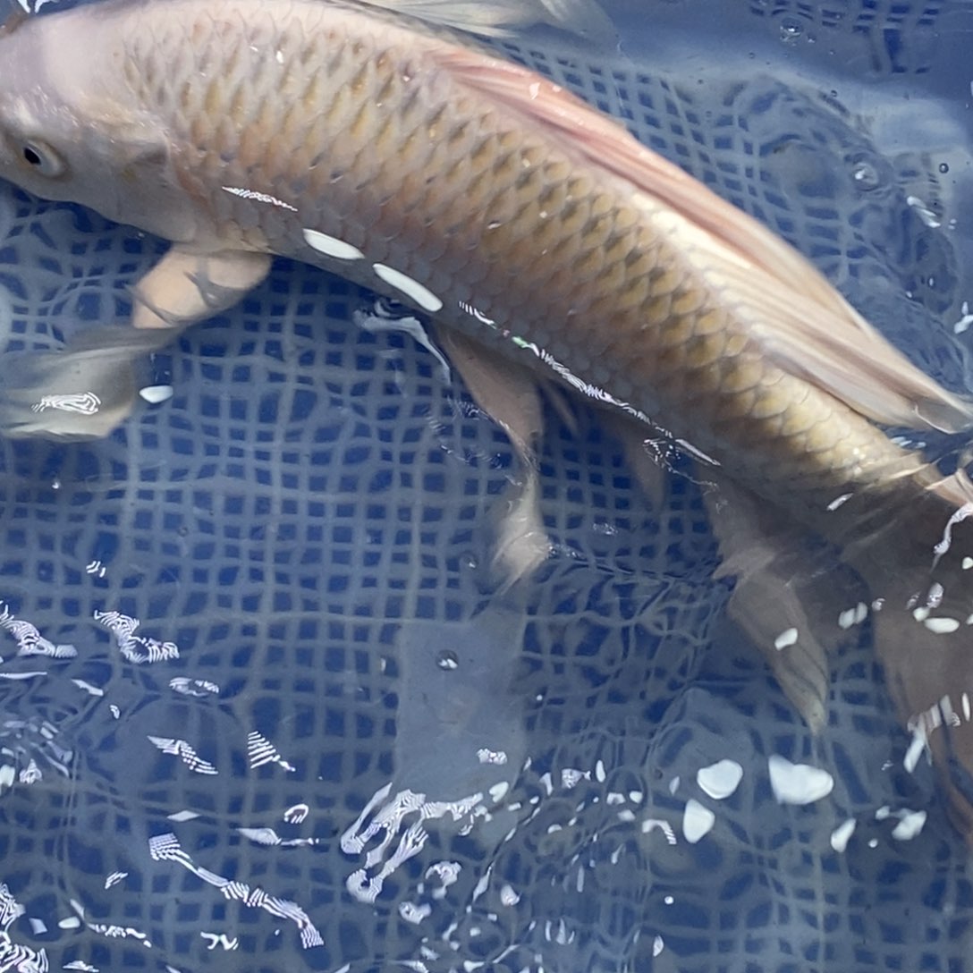锦鲤冷水锦鲤包邮