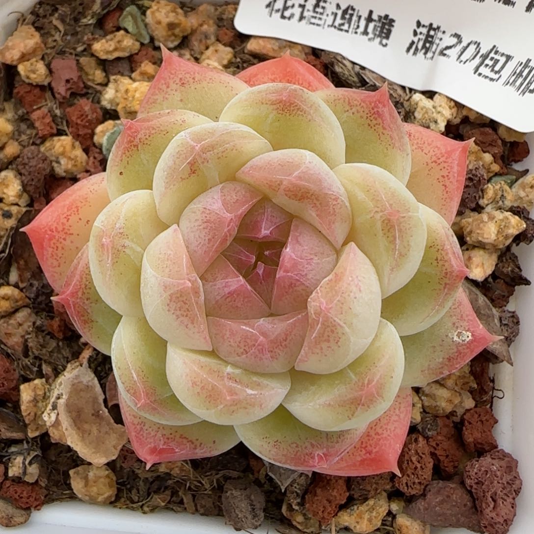 花语逸镜0127-453