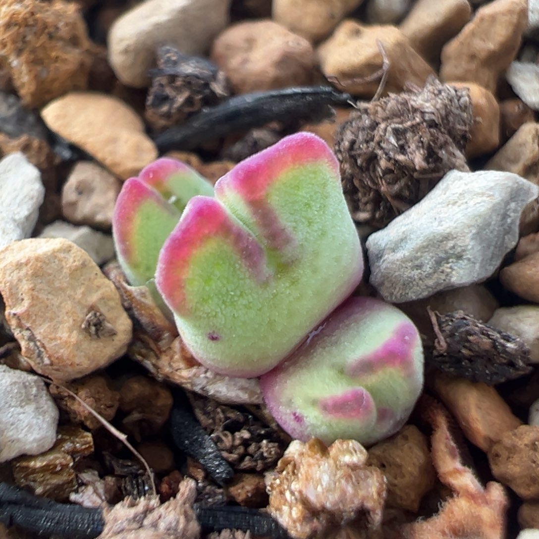 120多肉植物百科猪蹄