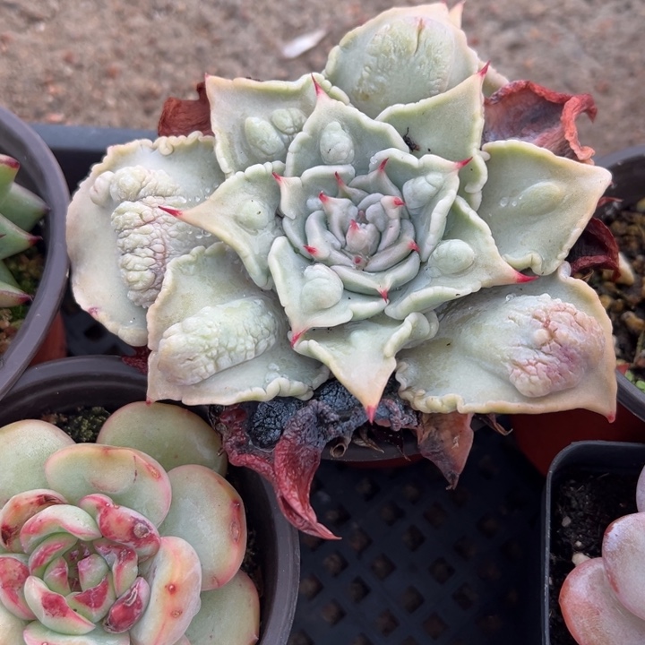 带瘤饺子皮多肉植物