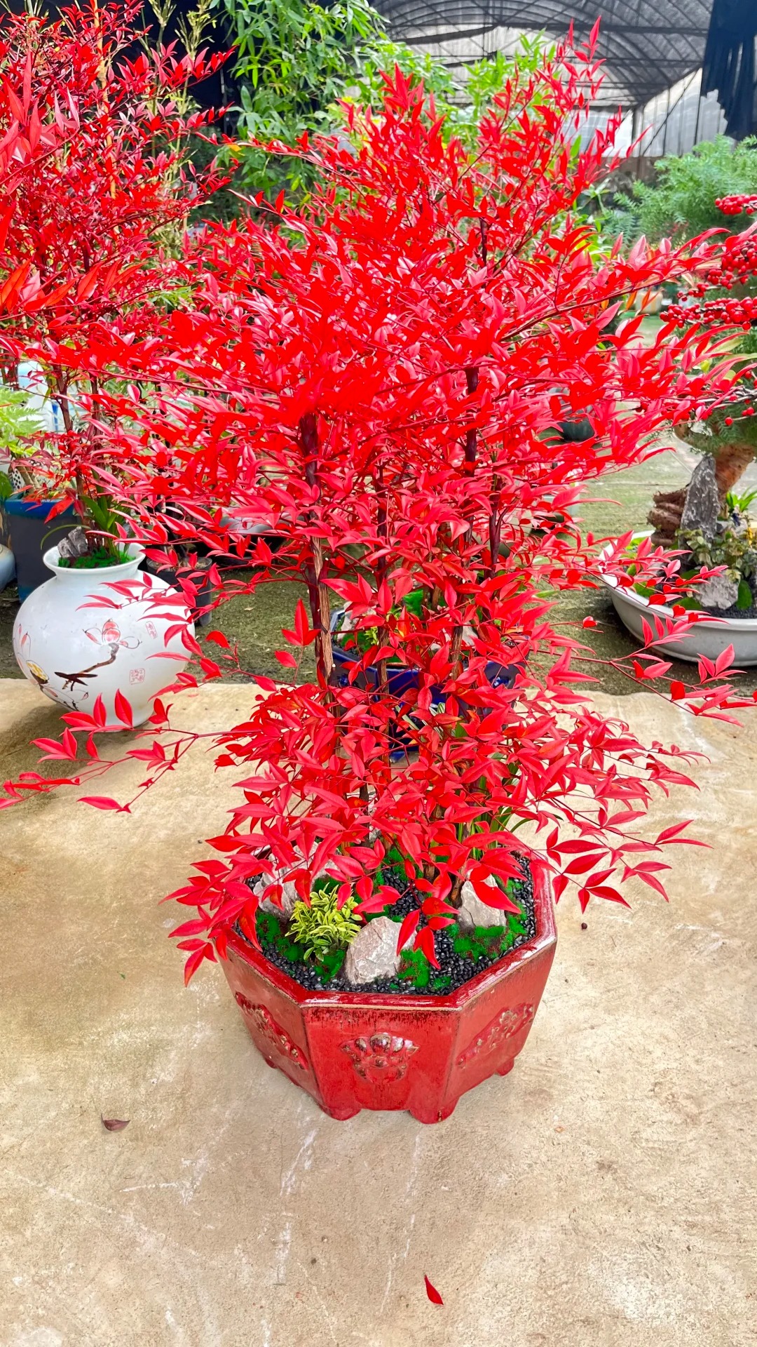 耐寒，耐热，耐旱，日常好养护的火焰南天竹，修剪，花园，室内外都适合