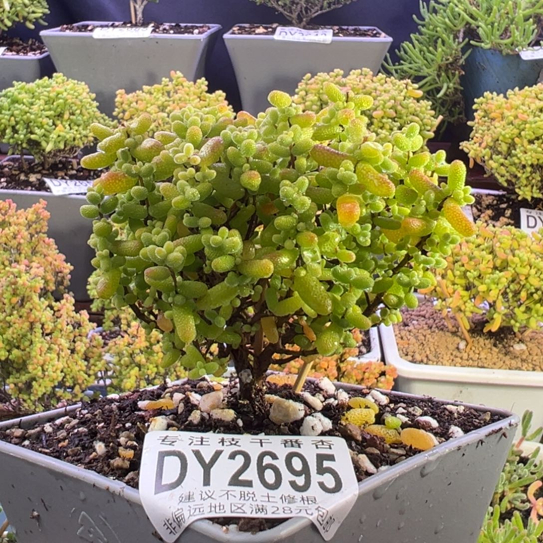 2695金桔糖球一物一拍