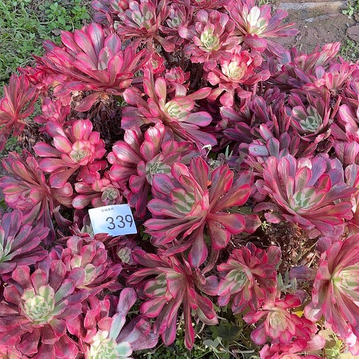 339号一物一拍5棵不包损