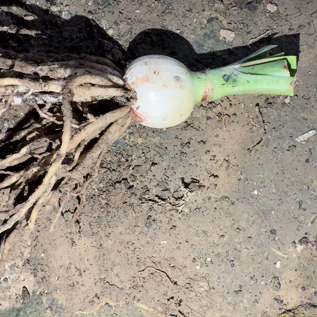 雏鹤3厘米裸根一棵