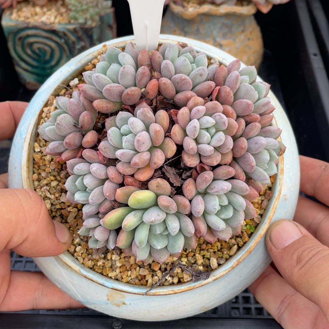 0575特殊系统不带盆12厘米
