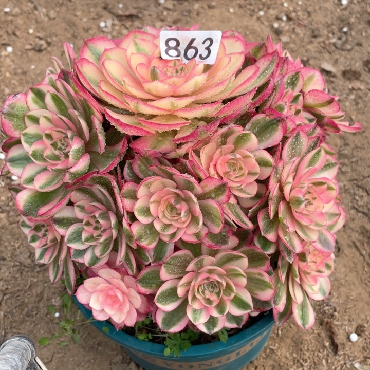 863多肉植物倾城
