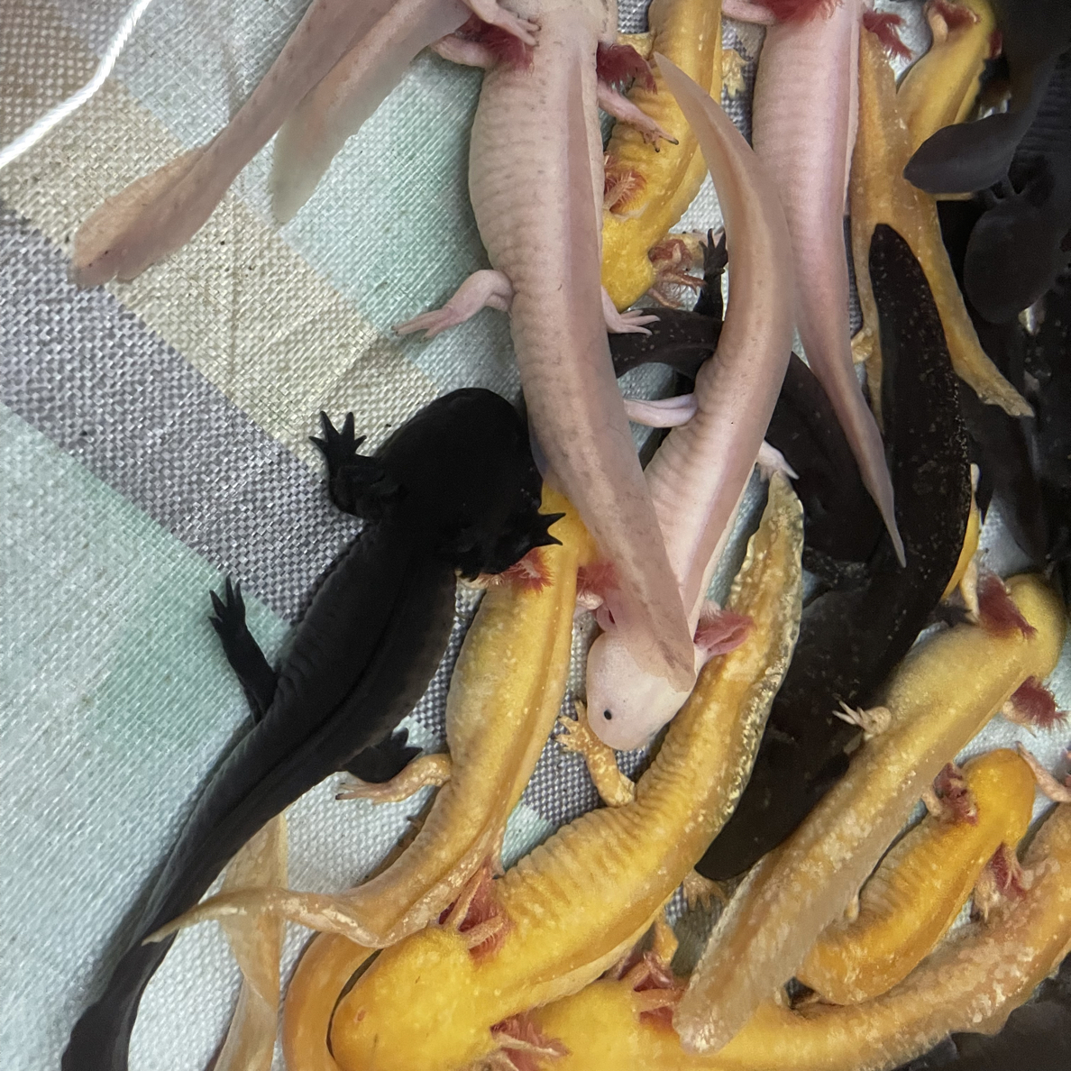 观赏鱼繁育大鱼 公母可选