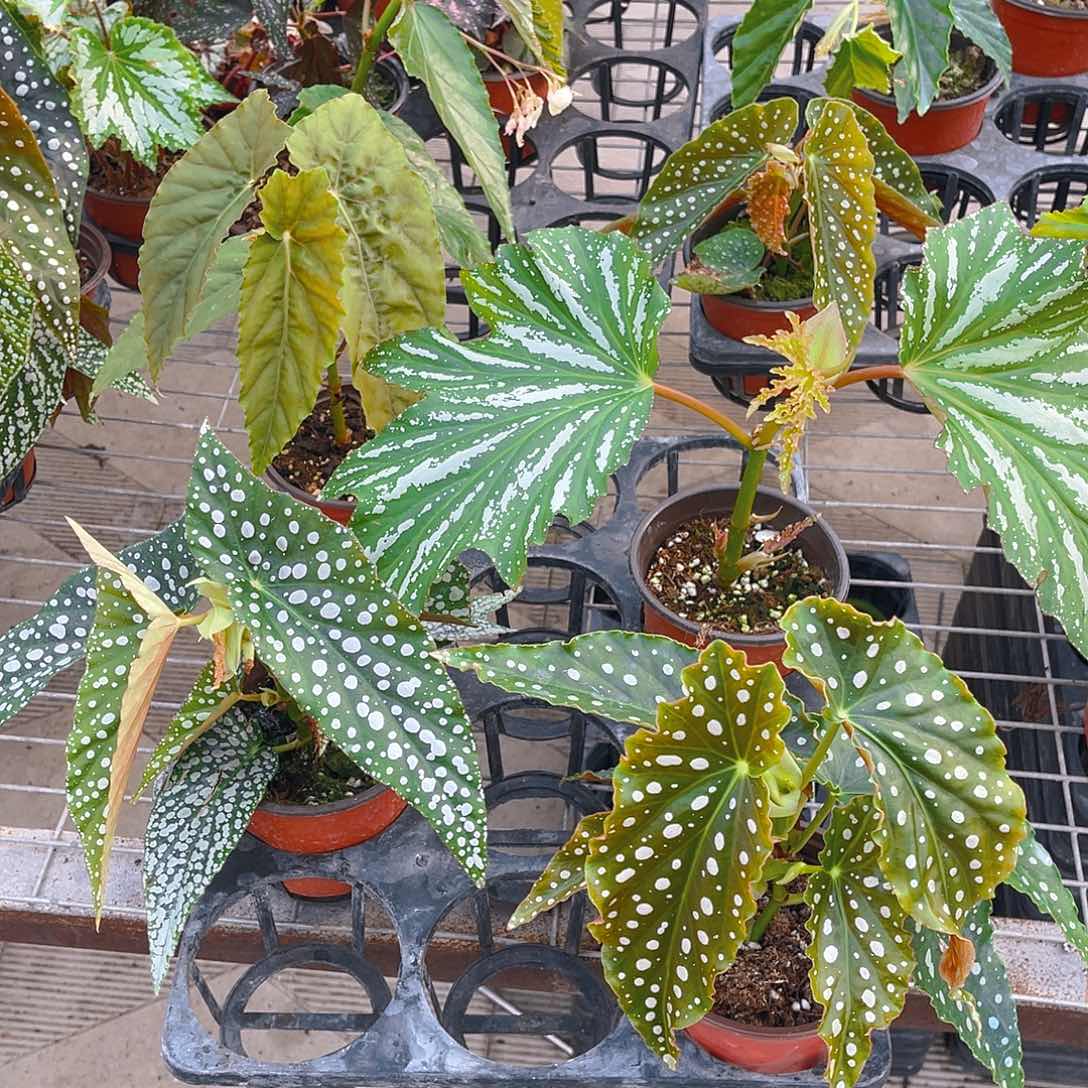 完全开放凌静，白冰，乌头杂，粉旗鱼