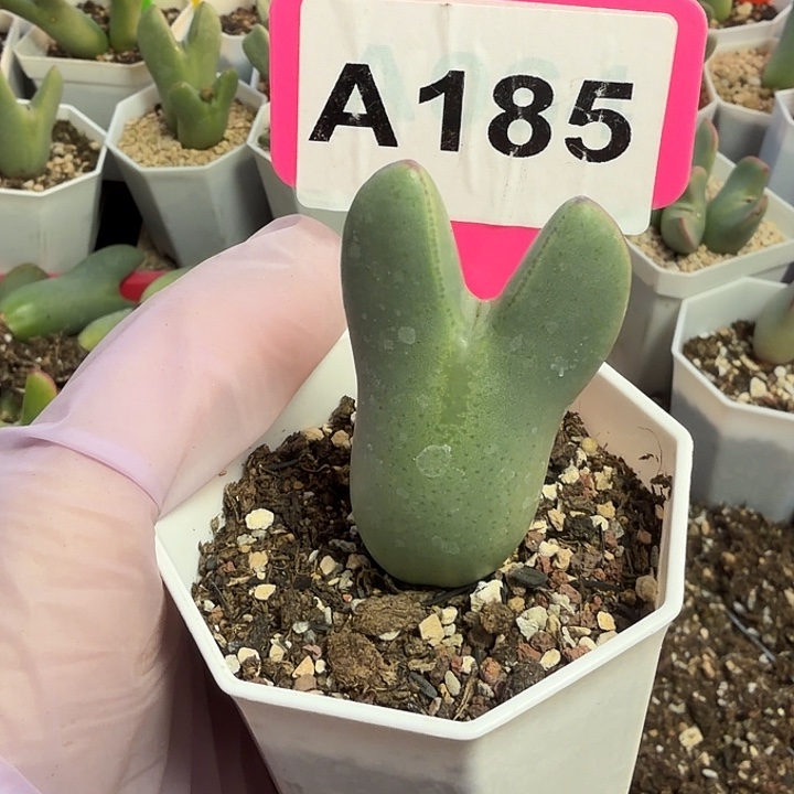 a***9185mmmmmmmmmmmnmmnn