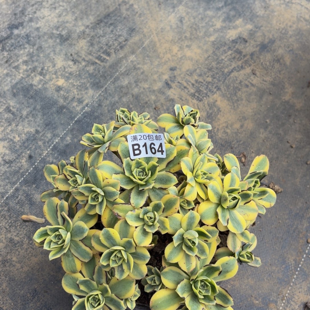 164多肉植物捧花的时候