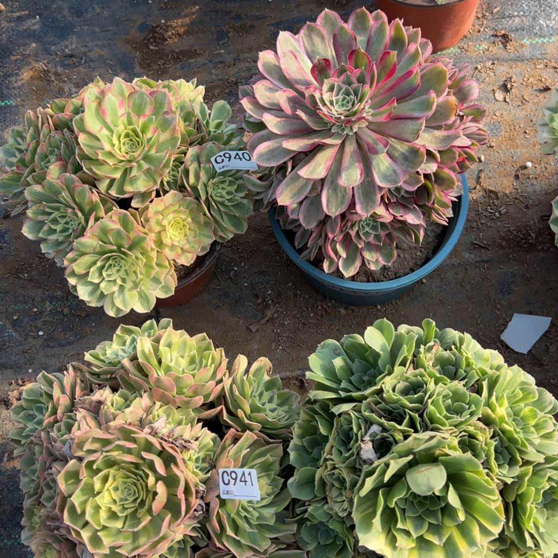 940两颗组合多肉植物法师