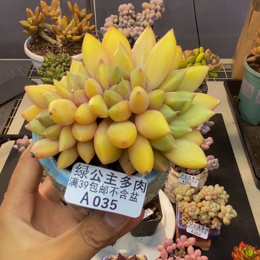 035象牙奶朵朵缀多肉8c m