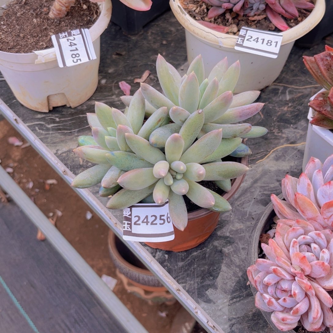 我***鱼哥特多肉植物24256