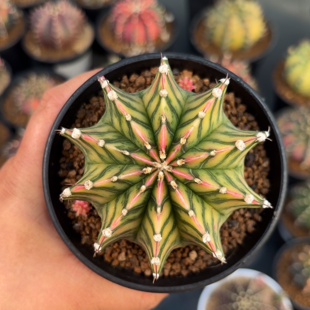 泰系米哈仙人球实生102