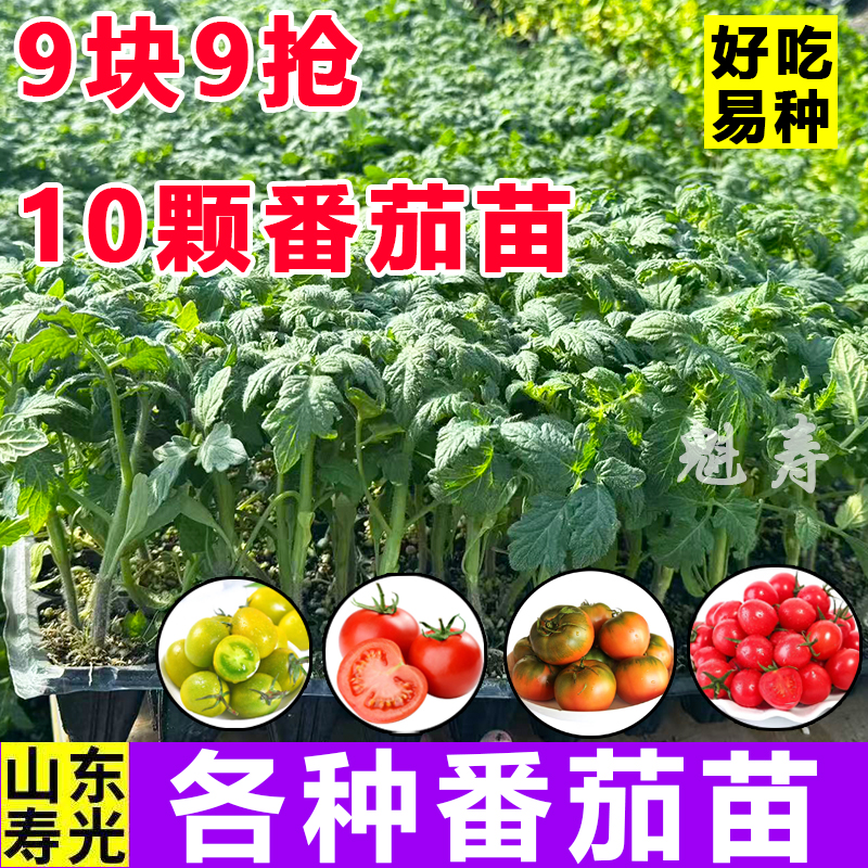 番茄种苗高产苗普罗旺斯西红柿四季地栽蔬菜水果菜苗番茄大全菜苗