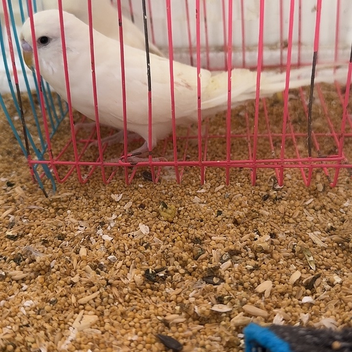 虎皮鹦鹉大头你给