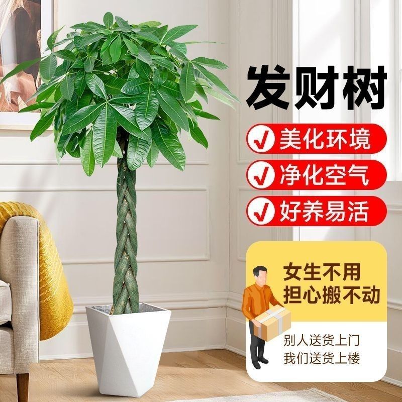 【净化空气】精品辫子发财树财运吉祥发财树净化空气大棵室内绿植